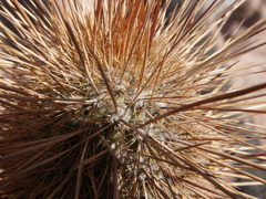 Weberbauerocereus weberbaueri