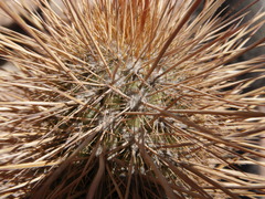 Weberbauerocereus weberbaueri