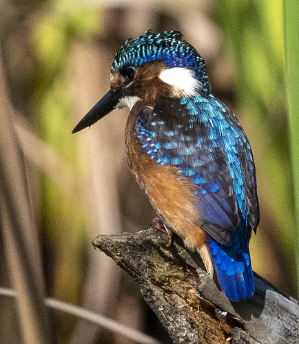 Malachite Kingfisher
