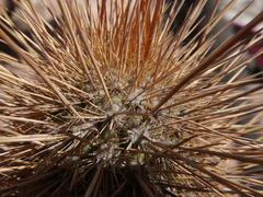 Weberbauerocereus weberbaueri