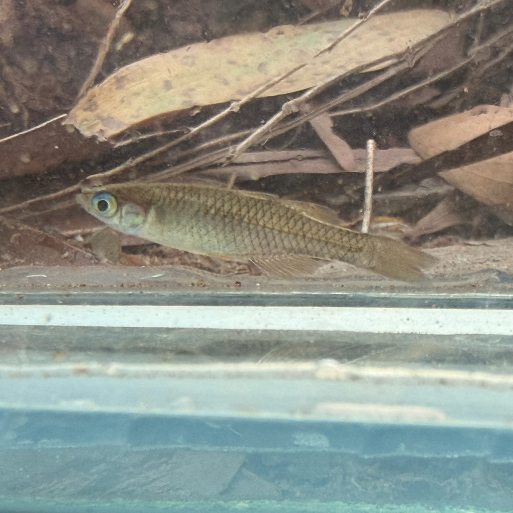 Arnhem land blue-eye (Pseudomugil tenellus) — Pseudomugilidae