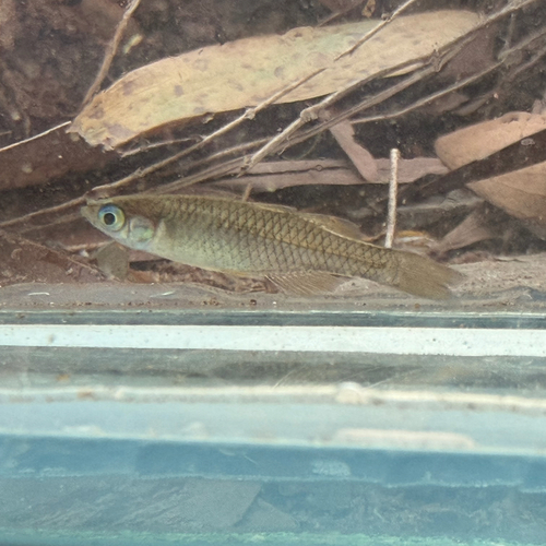 Arnhem land blue-eye (Pseudomugil tenellus) — Pseudomugilidae