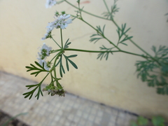Coriandrum sativum