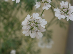 Coriandrum sativum