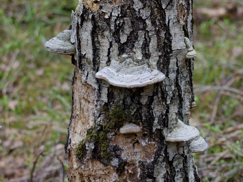 Fomes fomentarius · April 2026 · photo: © donalddavesne (iNaturalist, cc-by)