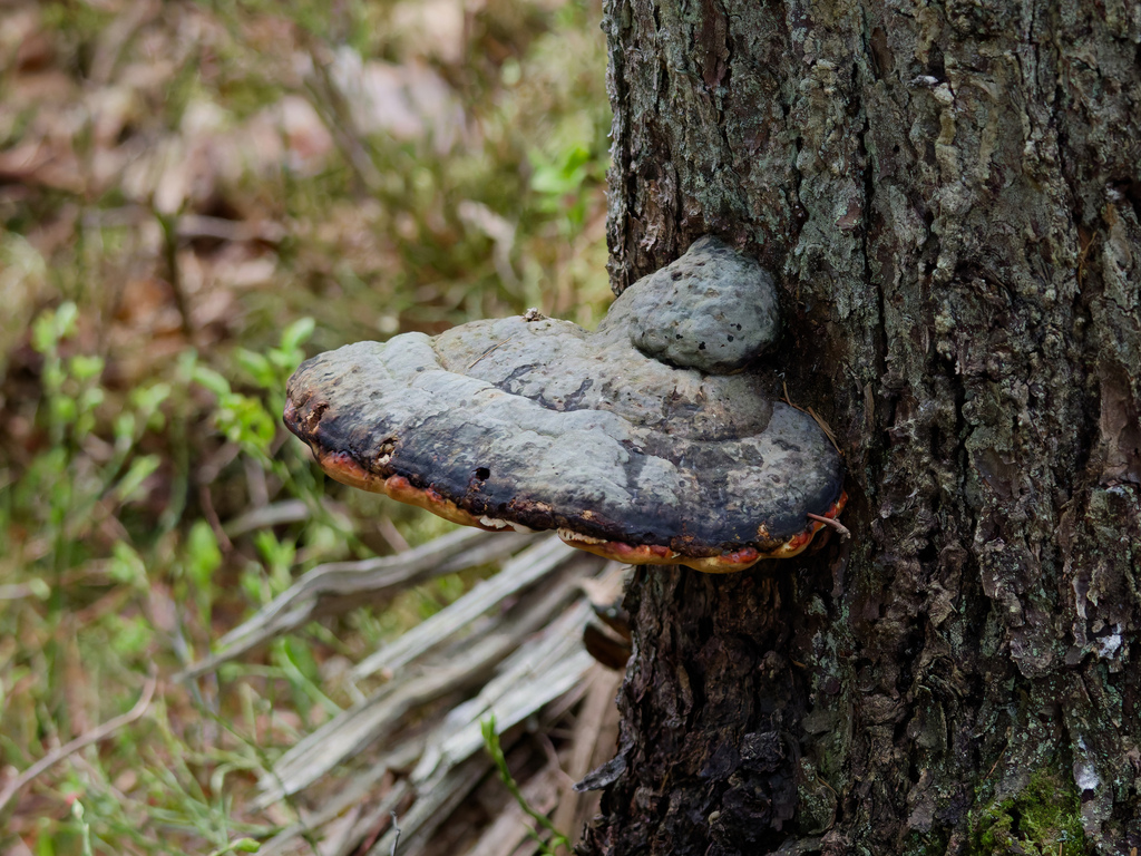 Fomitopsis pinicola · April 2026 · photo: © donalddavesne (iNaturalist, cc-by)
