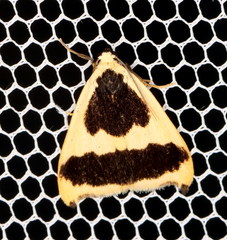 Termessa conographa