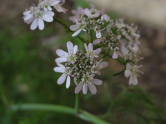 Coriandrum sativum