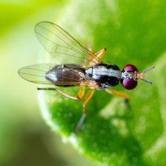 Anaphalantus longicornis