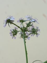 Coriandrum sativum