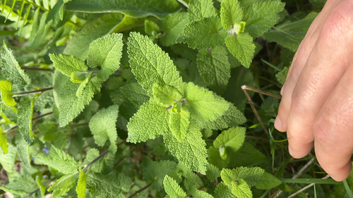 woodland germander