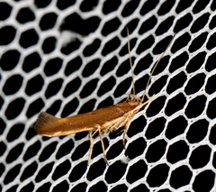 Glaphyristis marmarea