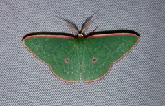 Chlorocoma cadmaria