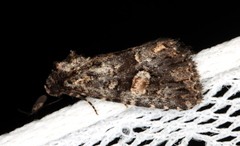 Condica macrosema