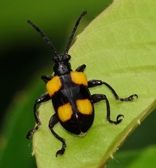 Lilioceris quadripustulata