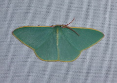 Chlorocoma assimilis
