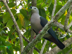 Ducula pacifica