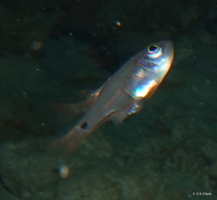 Zoramia viridiventer