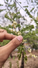 Dalbergia melanoxylon