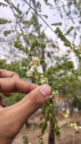 Dalbergia melanoxylon, photograph 2