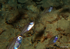 Zoramia viridiventer