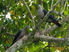Ducula pacifica