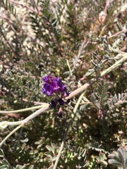 Astragalus prorifer