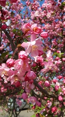 Prunus