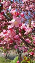 Prunus