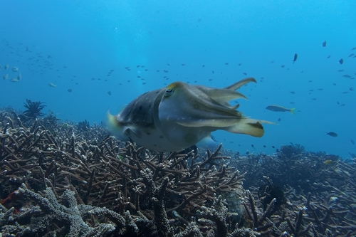 Ascarosepion latimanus