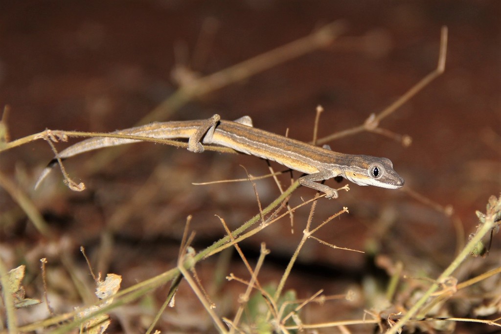 Southern Phasmid Gecko
