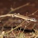 Southern Phasmid Gecko - Photo (c) Ray Turnbull, some rights reserved (CC BY-NC), uploaded by Ray Turnbull