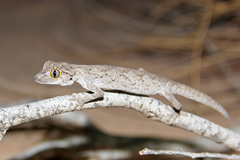 Strophurus strophurus