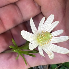 (c) Andy Jordan, some rights reserved (CC BY) Anemone berlandieri, photograph (c) Andy Jordan, some rights reserved (CC BY)