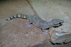 Oedura fimbria