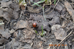 Coccinella septempunctata