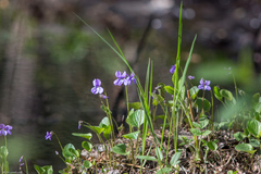 Viola uliginosa