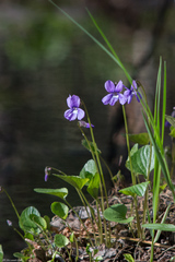 Viola uliginosa