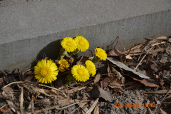 Tussilago farfara