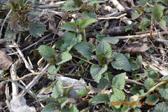 Lamium album