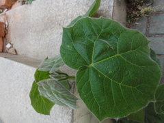 Paulownia tomentosa