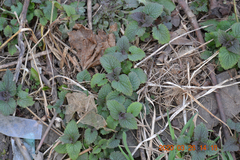 Lamium album