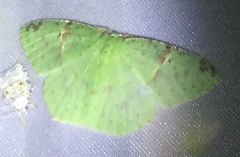 Strepsichlora remissa