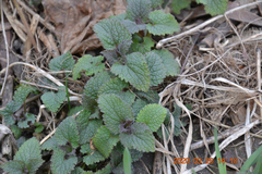 Lamium album