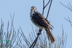 Plectorhyncha lanceolata