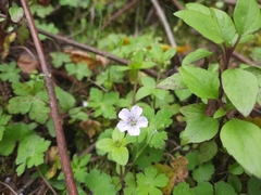 Geranium nepalense
