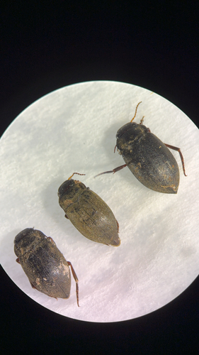 Deronectes moestus
