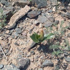 Iris kuschakewiczii, photograph (c) Alexander Dubynin, some rights reserved (CC BY)