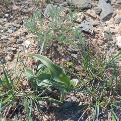 Iris kuschakewiczii, photograph (c) Alexander Dubynin, some rights reserved (CC BY)
