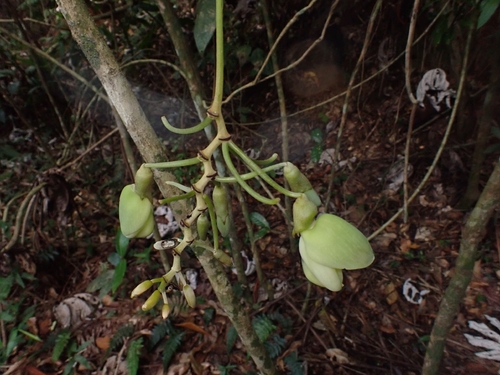 Mucuna urens, photograph 3